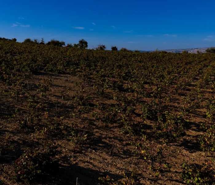 DJI_20251031150111_0188_D