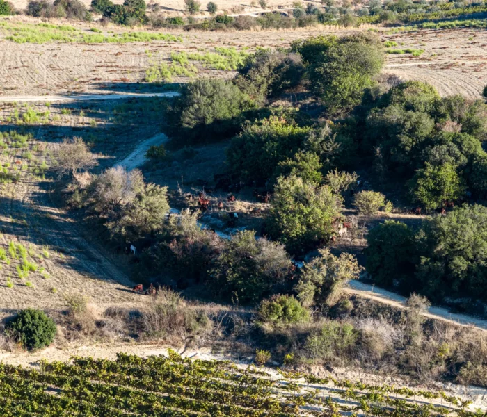 DJI_20251031153830_0250_D