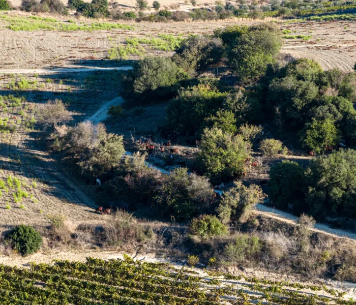 DJI_20251031153835_0252_D