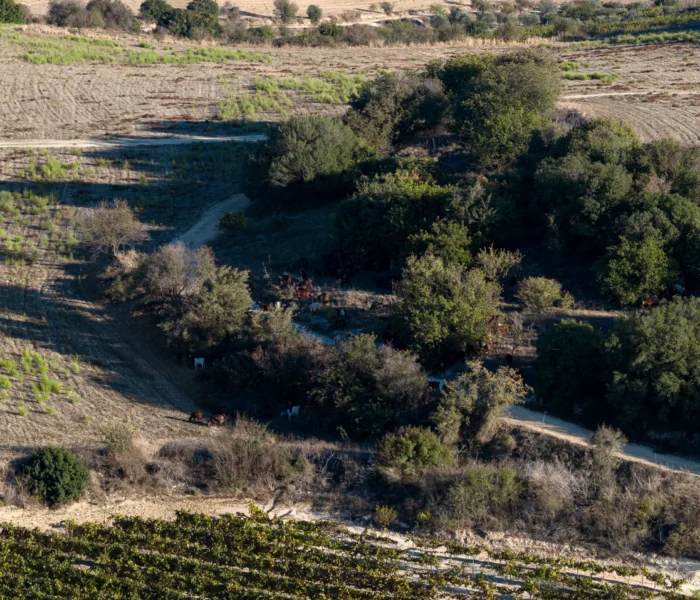 DJI_20251031153843_0256_D