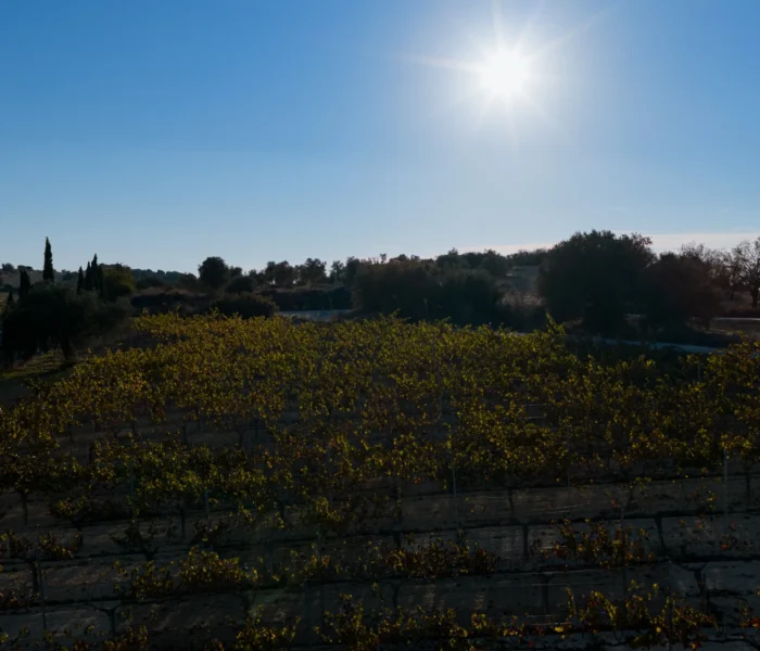 DJI_20251031154426_0278_D